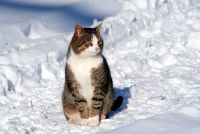 Unser gestiefelter Kater Samson