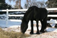 Bei uns bekommen die Hengste ihr Frühstück im Winter auf dem Paddock serviert. Damit haben alle Zeit in Ruhe ihre Mahlzeit zu fressen und schlingen es nicht hinter.