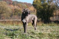 Die Deutsche Dogge vereinigt in ihrer edlen Gesamterscheinung bei einem großen, kräftigen und wohlgeformten Körperbau, Stolz, Kraft und Eleganz.