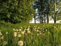 Jeder Hengst bekommt seine eigene Koppel abgesteckt, um Rangordnungskämpfe zu vermeiden