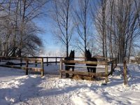 Im Winter und bei länger andauernden Schlechtwetterperioden stehen die Hengste auf großen Paddocks