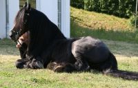 Wessel legt sich auf Kommando hin, wenn man ihn höflich darum bittet