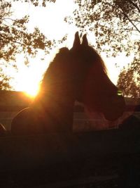 Oft genießen die Pferde auch den Sonnenauf- bzw. untergang auf dem Paddock oder auf der Weide
